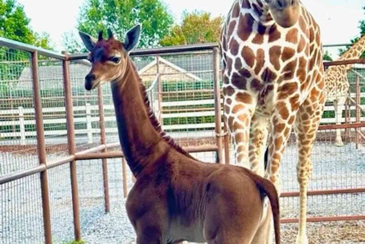 giraffa senza macchie