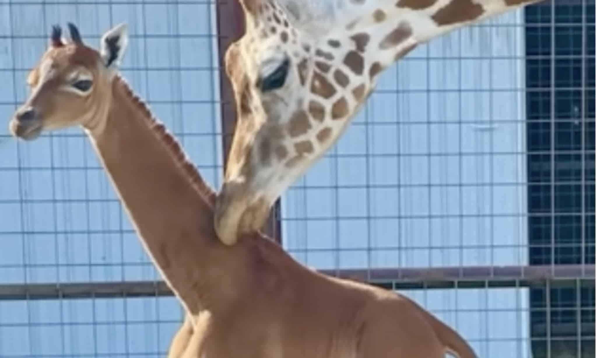 3M Spray Mount Colla Spray Istantanea Per Materiali Leggeri - Foto 11