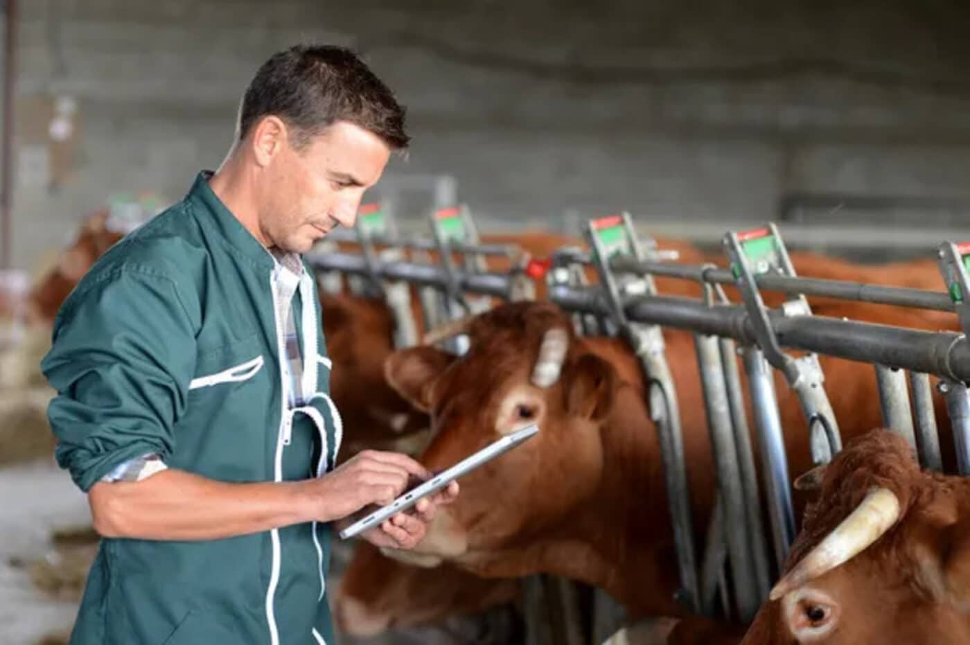 carne più costosa al mondo