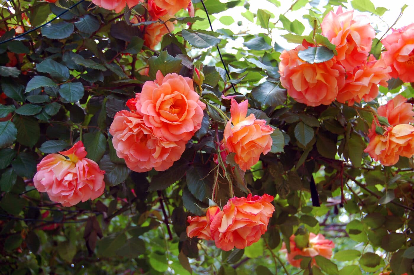 Perché le rose profumano e perché ci piacciono così tanto? 
