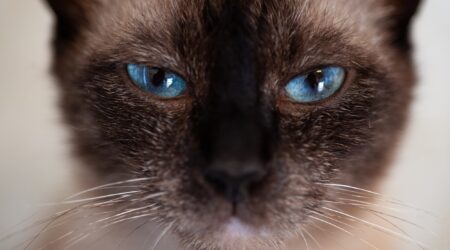 Quella volta in cui un gatto fu inserito come coautore di un paper rivoluzionario in campo fisico