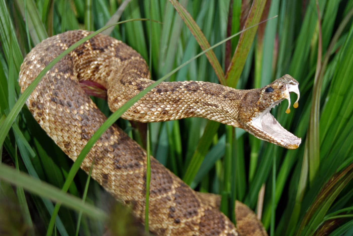 antidoto universale contro i veleni dei serpenti