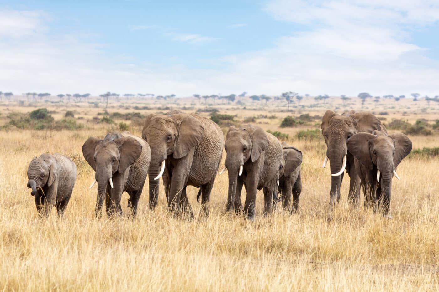 Botswana 20 mila elefanti Germania