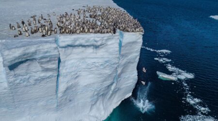 Perché i pulcini di Pinguino Imperatore saltano da una scogliera di ghiaccio così alta?