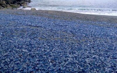 Le coste italiane si tingono di blu: ecco cosa sta succedendo