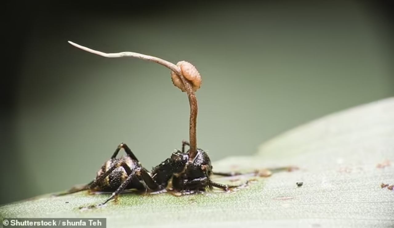 Fungo cresciuto all'interno di un insetto