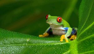 Rana colorata su una foglia