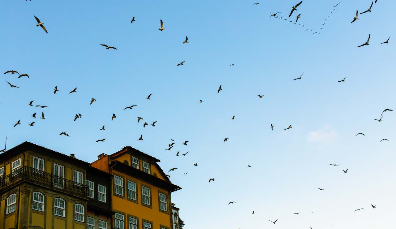 Stormo di uccelli su una casa