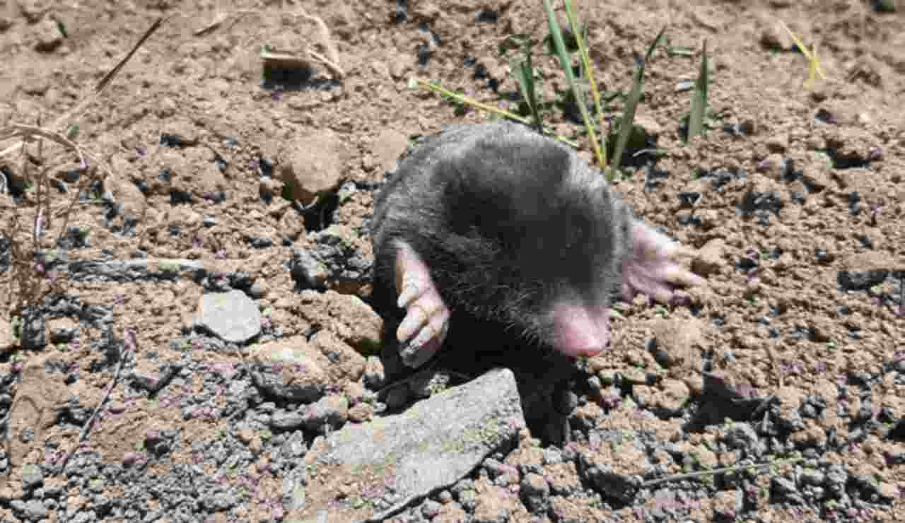 Talpa hakkariensis