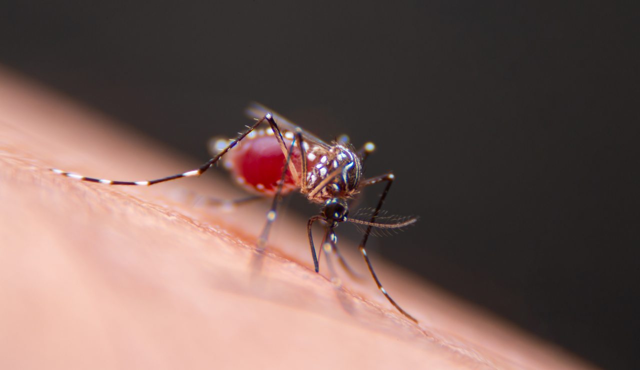 Zanzara Aedes Aegypti