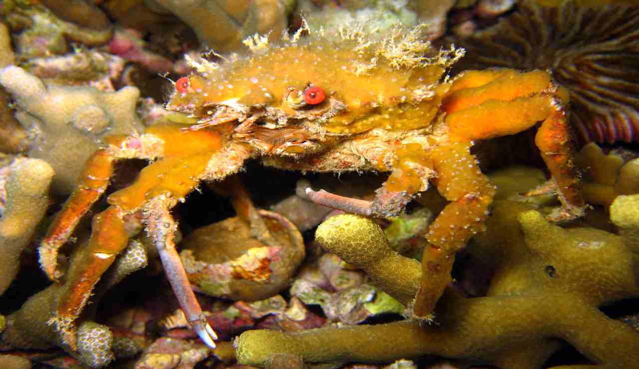 Granchio decoratore su fondale marino