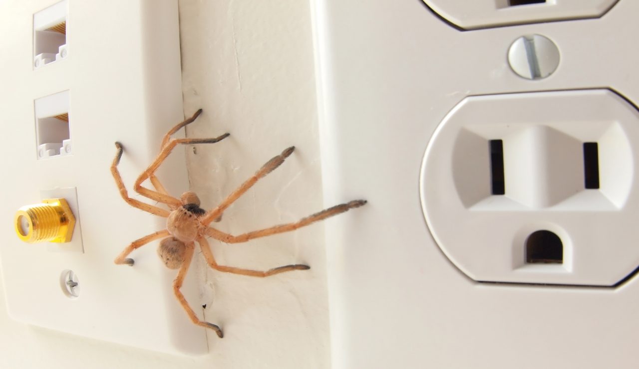 Ragno sul muro all'interno di una casa