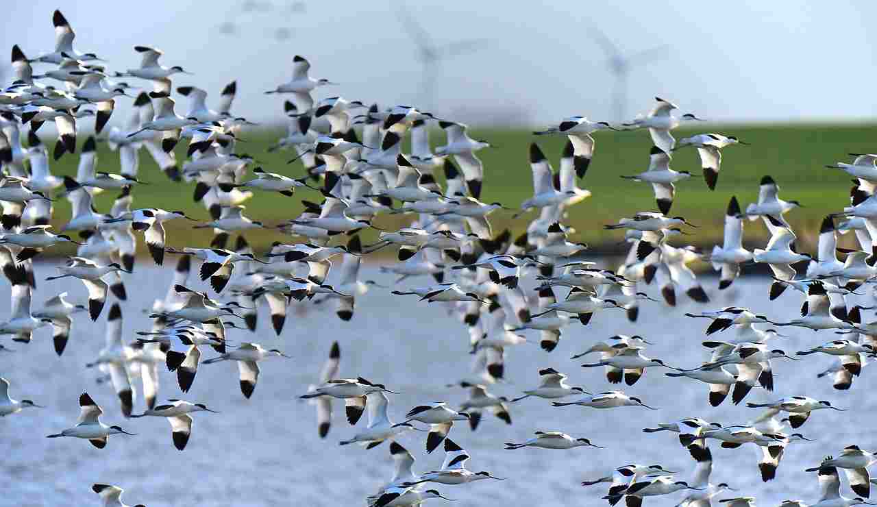 Uno stormo di avocette nel Mare del Nord (Pixabay)