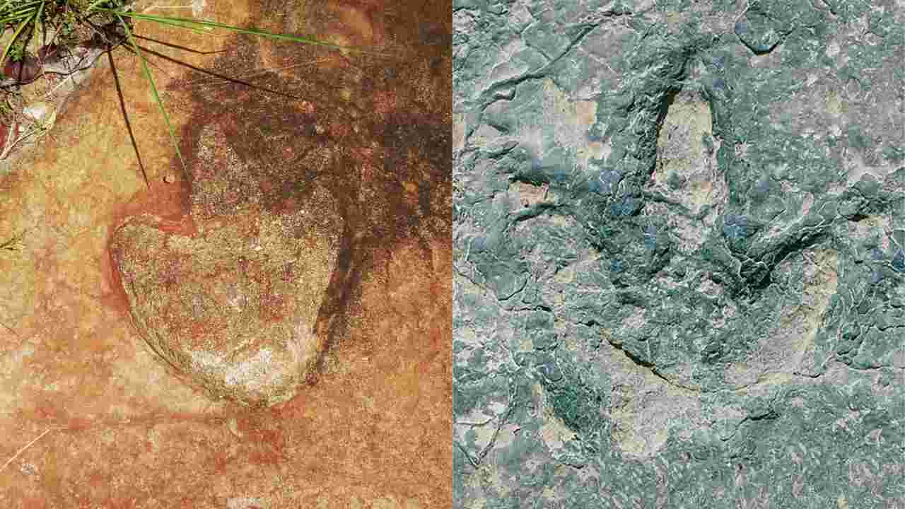 impronte di dinosauro uguali a chilometri di distanza