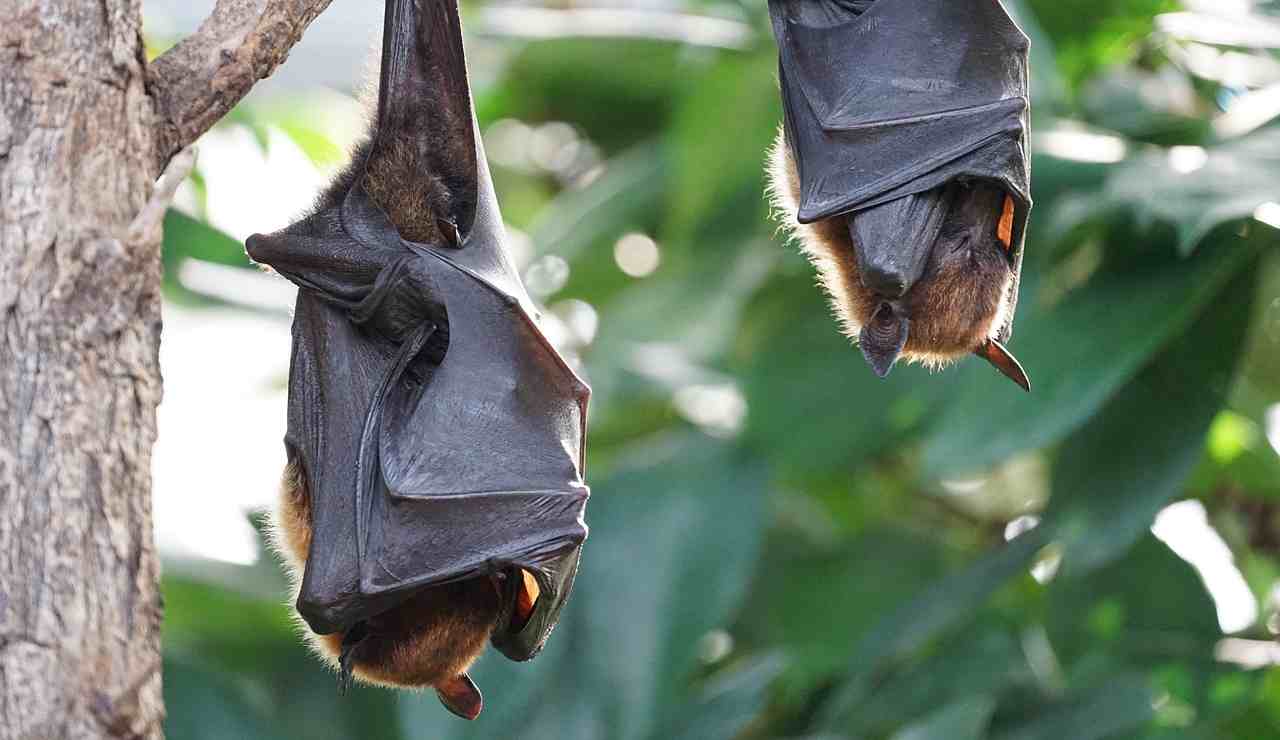 pipistrelli diminuiscono e più bambini muoiono