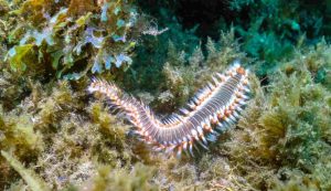 vermocane invade i mari italiani