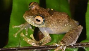 Boophis pikei, una specie di rana del Madagascar (Miguel Vences)