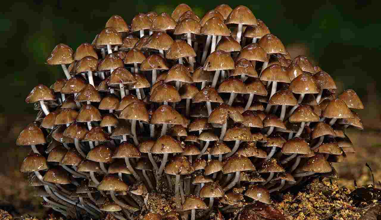 Funghi