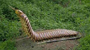 Illustrazione di Arthropleura (Mark Boulton)