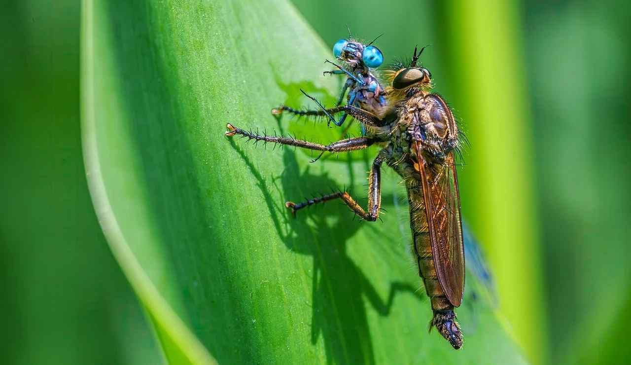 libellula