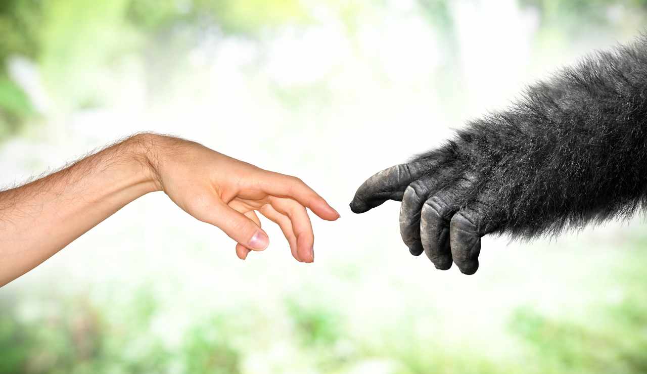 Mani di uomo e gorilla (Depositphotos)