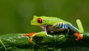 rana colorata su una foglia