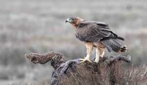 Un'Aquila di Bonelli su un tronco (Depositphotos)