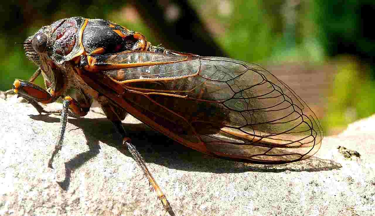 Una cicala (Pixabay foto)