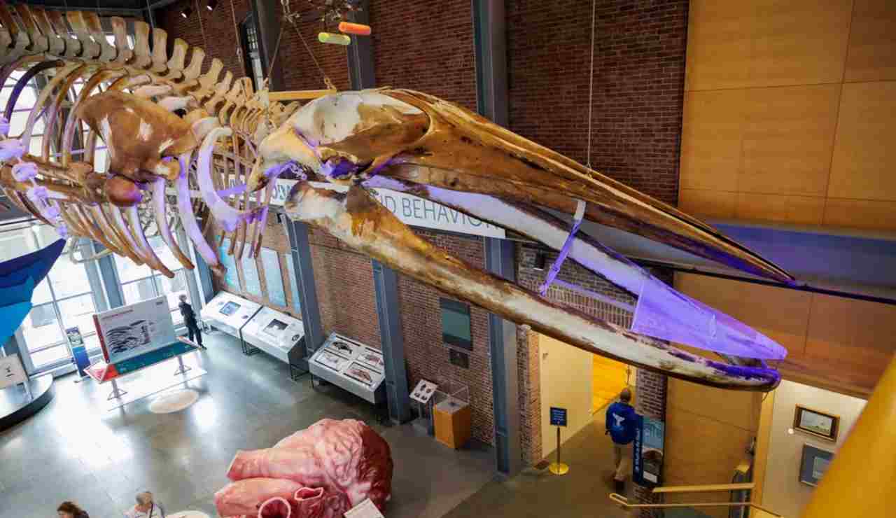 KOBO esposto nella sala dei cetacei (New Bedford Whaling Museum)