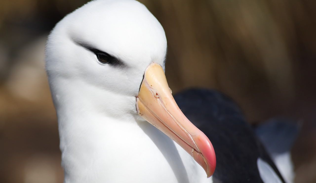 Albatro di Laysan mamma sessantesima volta