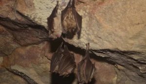 Pipistrelli in una grotta