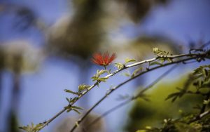 dettaglio ramo fiore