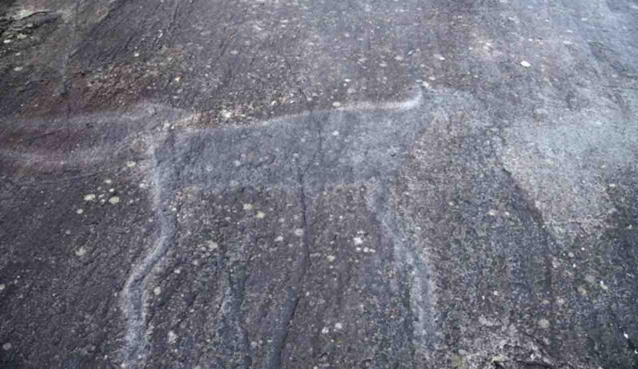 Fossile di un grande animale