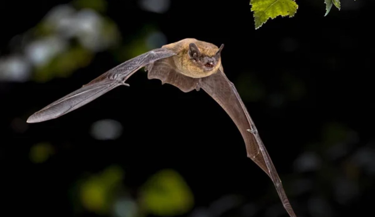 Pipistrello in volo