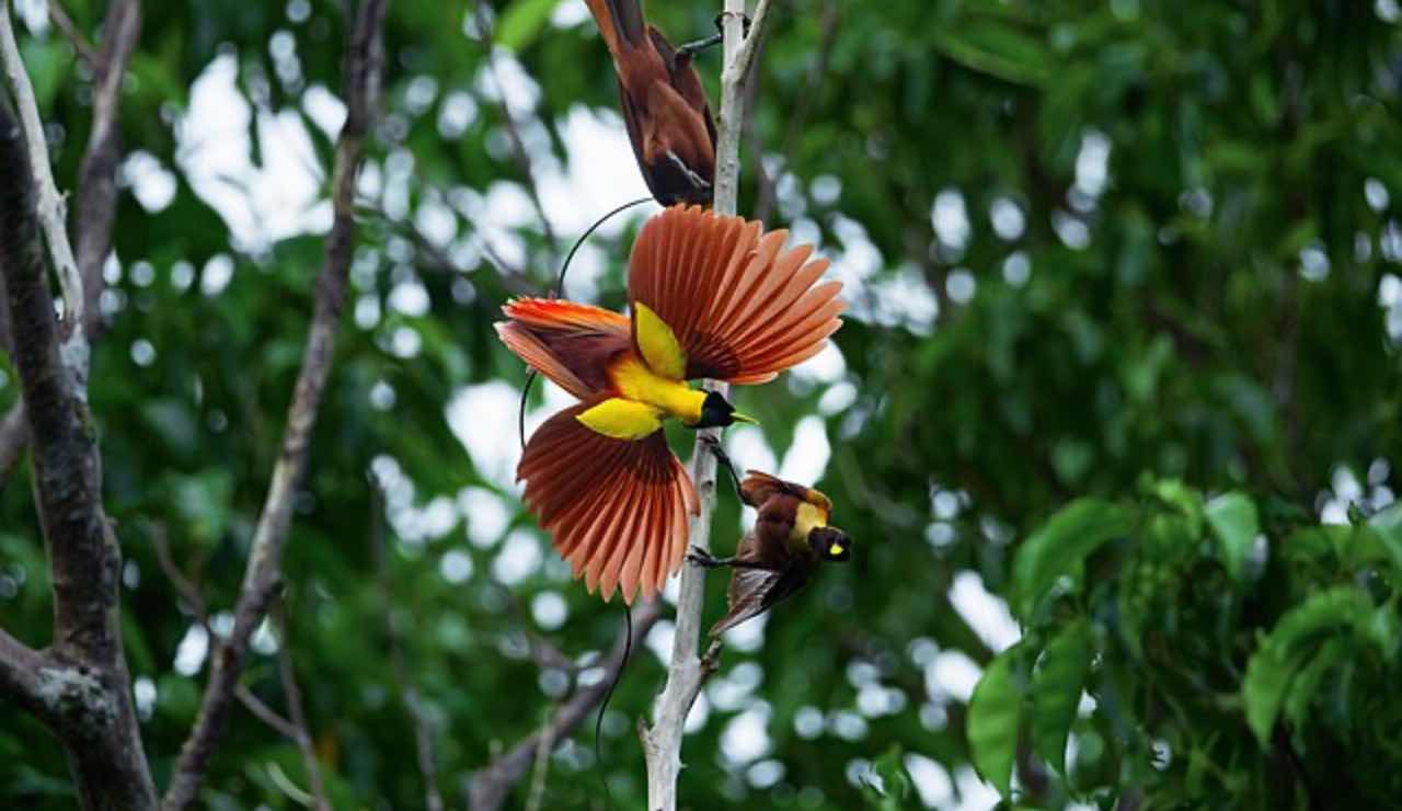 Red Bird of Paradise