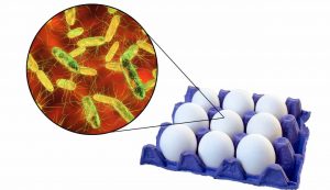 virus della salmonella nelle uova