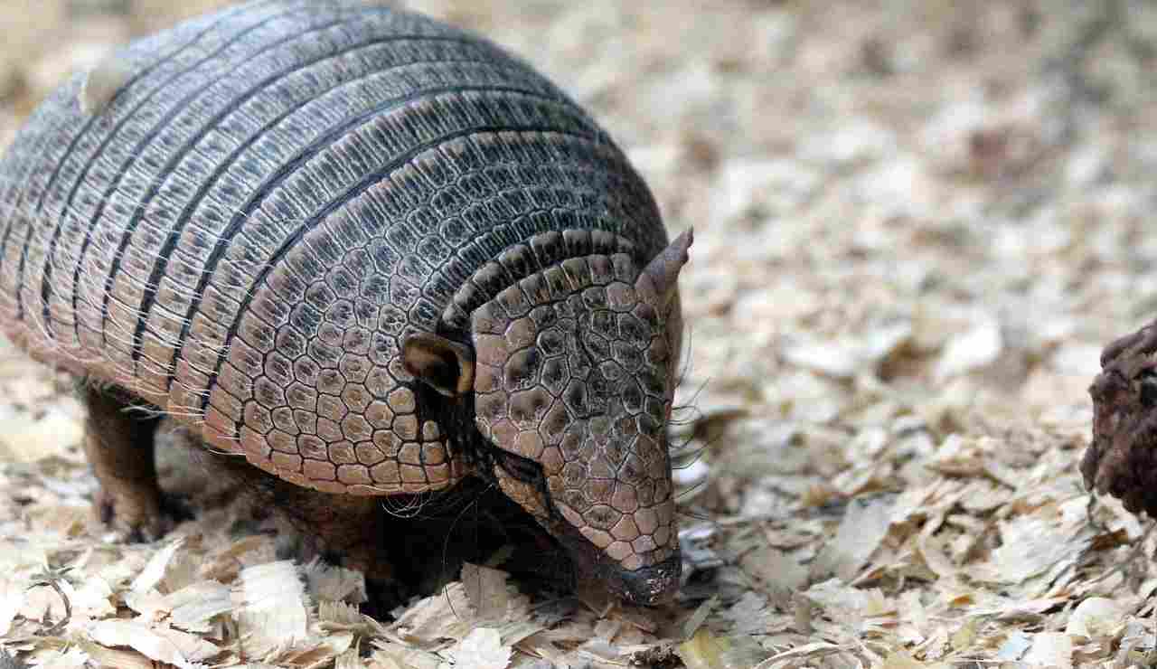 Illustrazione di un armadillo (Pixabay FOTO) - www.sciencecue.it