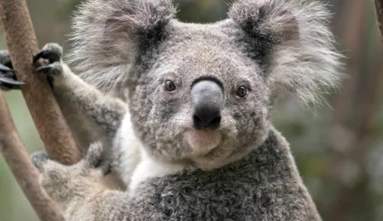 Koala