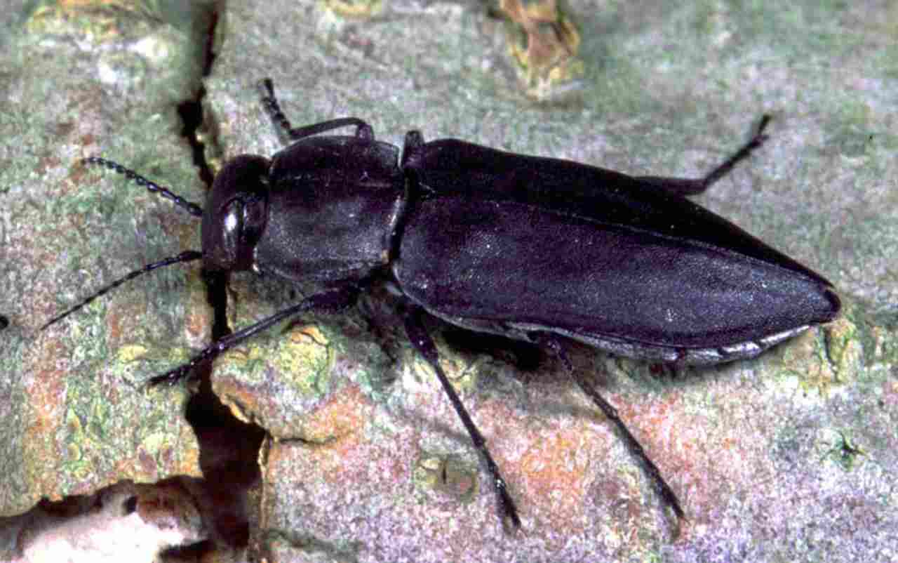 Melanophila acuminata