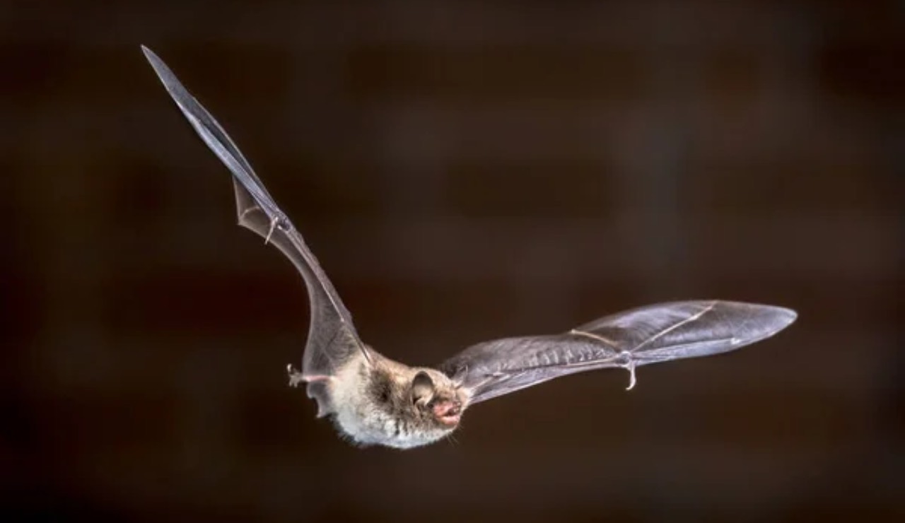 Pipistrello in volo